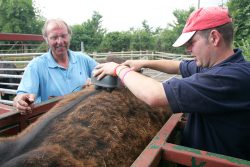 Vic Scott and Andy Baddeley Massaging the Aberdeen Angus Steer