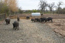 To provide better drainage of their paddock, we installed this compacted hard core (about three feet thick) on the higher part of the paddock. This drains very well, so the boar aren't always on clay.