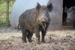 Wild Boar at Lucies Farm