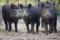 Wild Boar at Lucies Farm