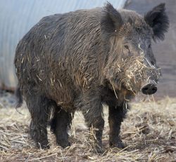 Wild Boar at Lucies Farm