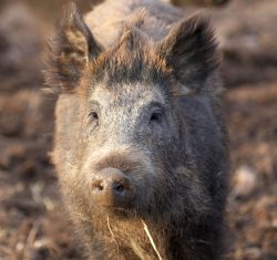 Wild Boar at Lucies Farm