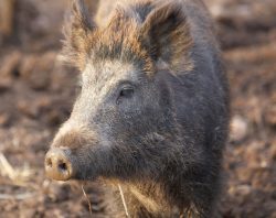 Wild Boar at Lucies Farm