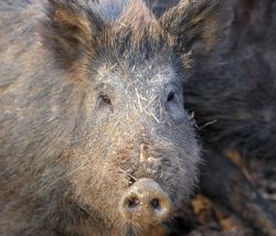 Wild Boar at Lucies Farm