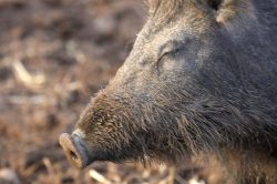 One of the wild boar at Lucies Farm, with his face into the late afternoon ("Magic Hour") sunlight.