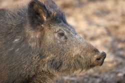 Wild Boar at Lucies Farm