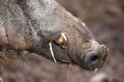 One of the wild boar at Lucies Farm with his developing tusks.