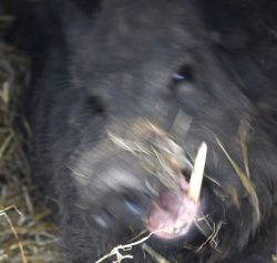 This wild boar was having a nap in a pig arc and I stumbled across him while he was having a big yawn. He looks quite fierce - particularly in view of the length of his tusk.