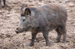 Wild Boar at Lucies Farm