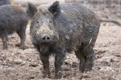 Wild Boar at Lucies Farm