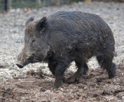 Wild Boar at Lucies Farm