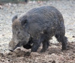 Wild Boar at Lucies Farm