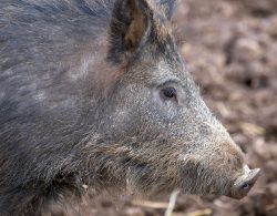 Wild Boar at Lucies Farm