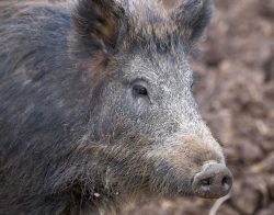 Wild Boar at Lucies Farm
