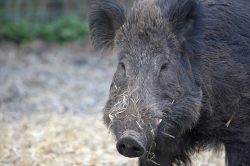 Wild Boar at Lucies Farm