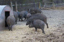 Wild boar at Lucies Farm