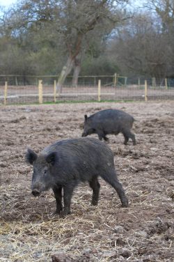 Wild Boar at Lucies Farm