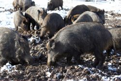 Move that white stuff, let's get our grub