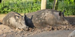 It's a pig thing