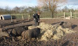 Kalvin spreading fresh straw.